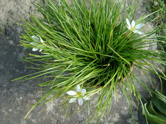 DSC02371 - FLORI