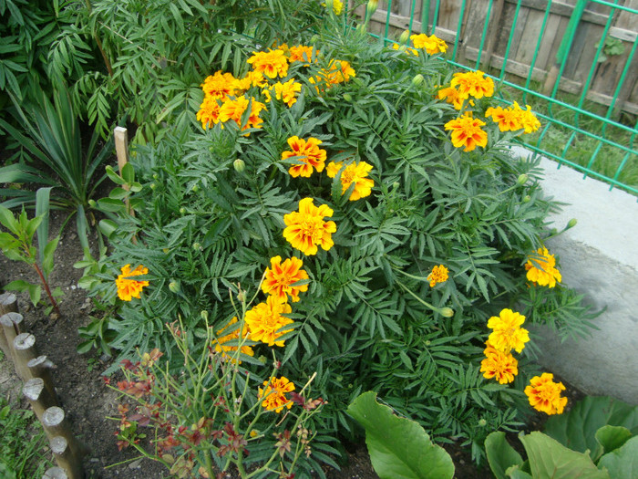 craita - FLORI
