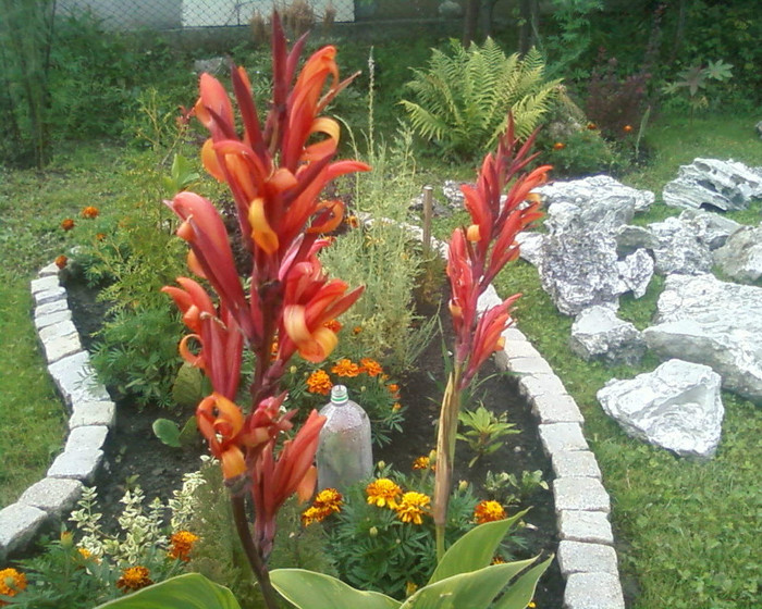 canna - FLORI