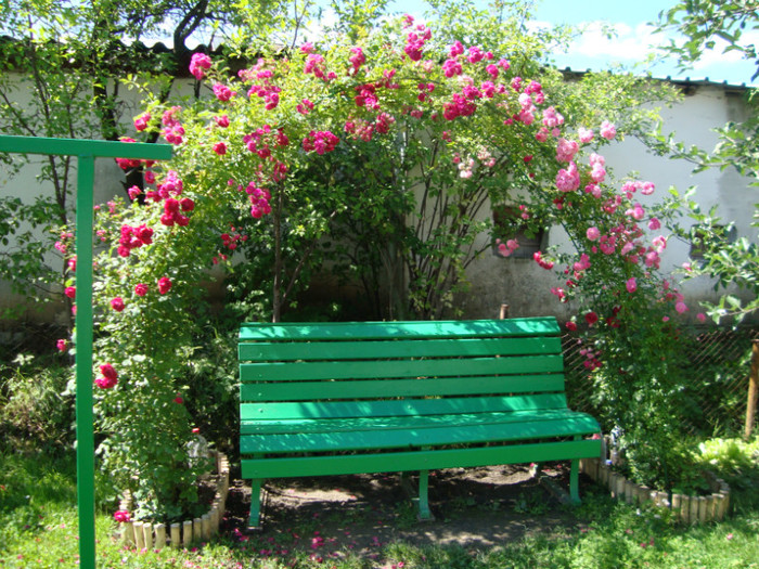 arcada trandafiri - FLORI