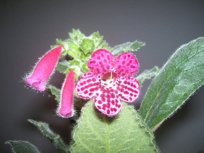 Jester - kohleria 2011