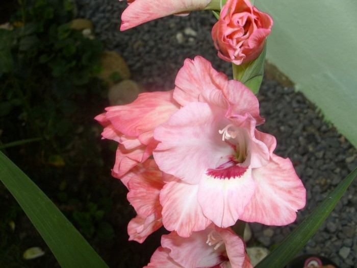  - Gladiole 2011