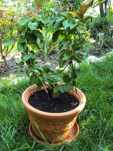 de la dianadia, inca nu stim ce culoare e - Bougainvillea