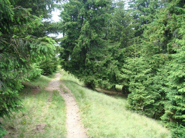 DSC07978