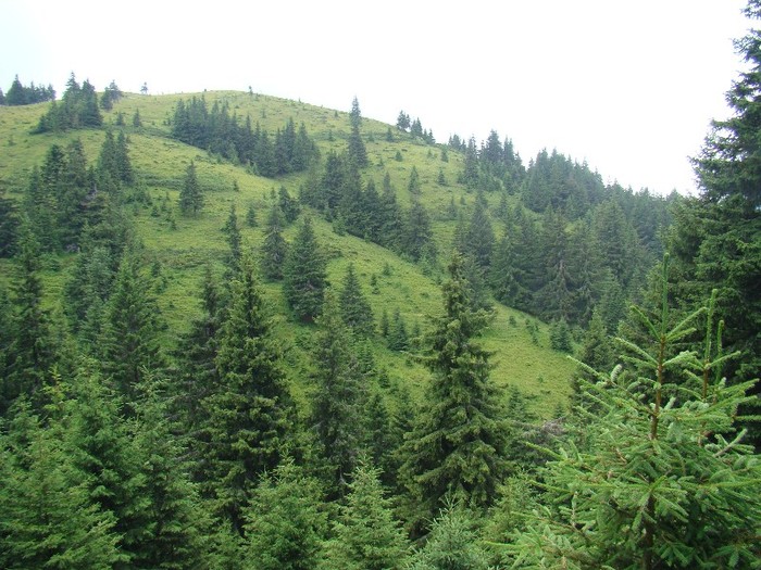 DSC08010