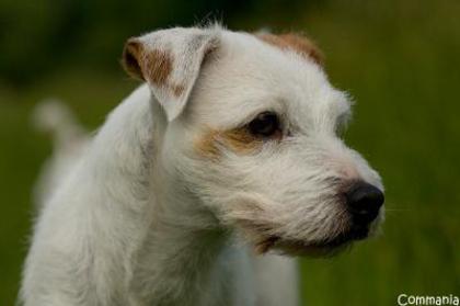parson-jack-russell-terrier_390