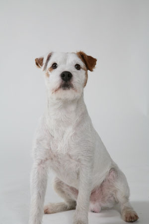 parson-jack-russell-terrier_203