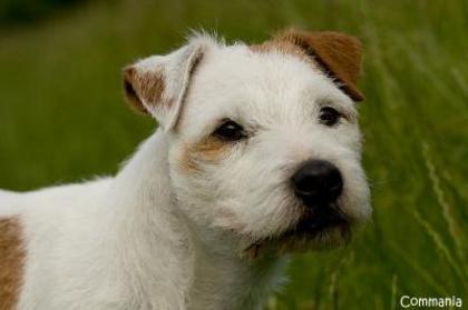 parson-jack-russell-terrier_388 - Parson russell terrier