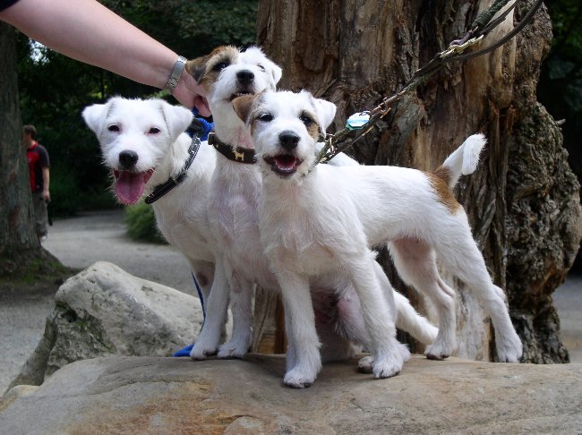 Zoobesuch_b[1] - Parson russell terrier