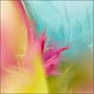 images (24) - poze colorate