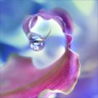 images (26) - poze colorate