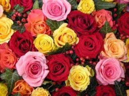 images (31) - poze colorate
