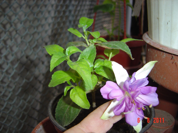 mai mare floarea decat planta - FUCSIA 2010-2011