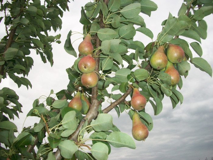 pere aromate de bistrita
