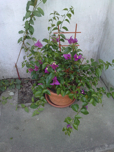 pusa la colt - Bougainvillea