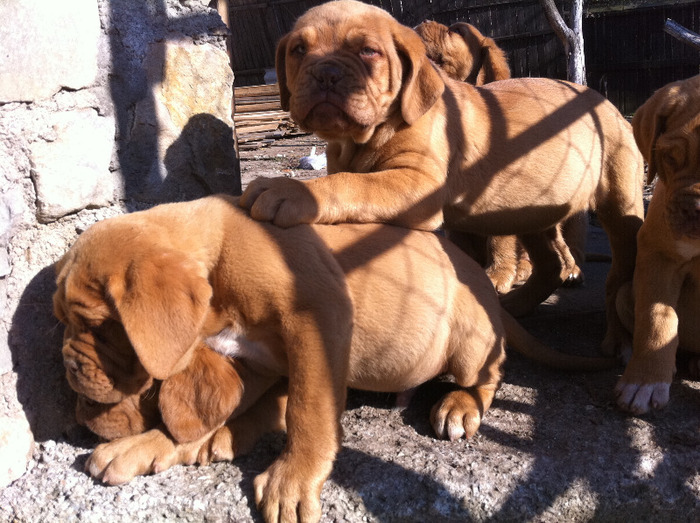 Picture 022 - DOG DE BORDEAUX