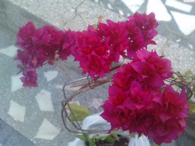 siclam batut- - Bougainvillea