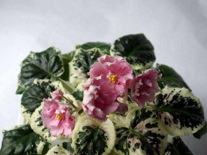 SG106242 - Rebel-s Two Cents