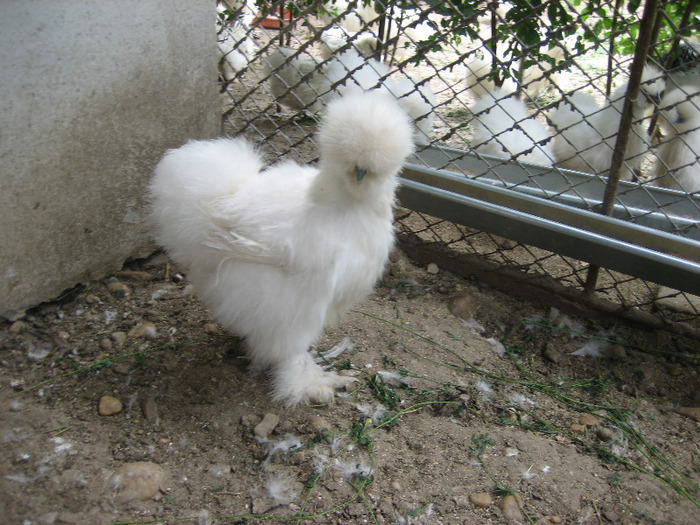 Pasari August 2011 074