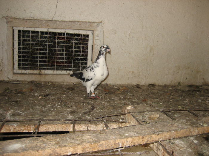 Pasari August 2011 032