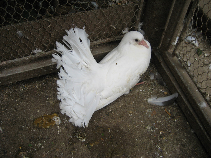 Pasari August 2011 115