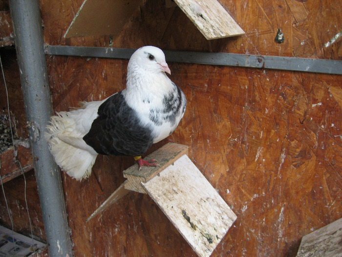Pasari August 2011 119