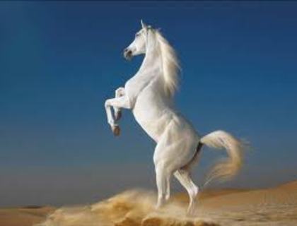 images[7] (2)