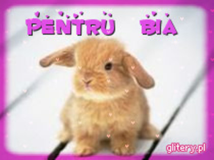 2-pEnTrU-bIa-4493[1] - 0 Yuppy WebkinzForIepuAndJess 1000