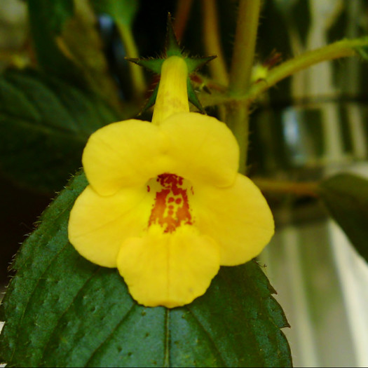 Yellow Beauty - Achimenes