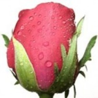 poza-trandafir-boboc-150x150 - poze trandafiri