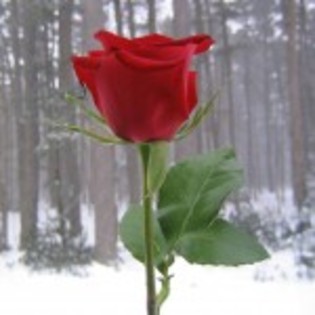 poze-trandafiri_01-150x150 - poze trandafiri