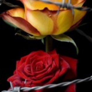 poze-trandafiri_02-150x150