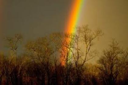 images (11) - poze colorate