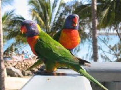 images (15) - poze colorate