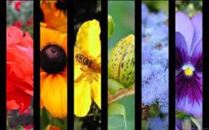images (18) - poze colorate