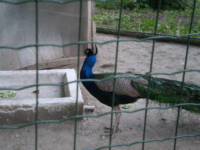 P2280149 - Zoo