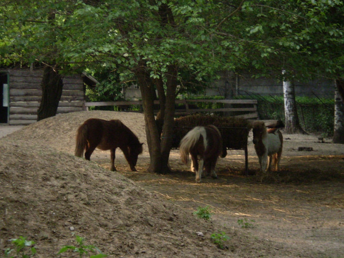 P2280179 - Zoo