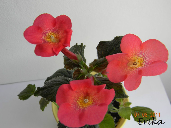 Aquarius 07-08-2011 - Achimenes 2011 - 2017