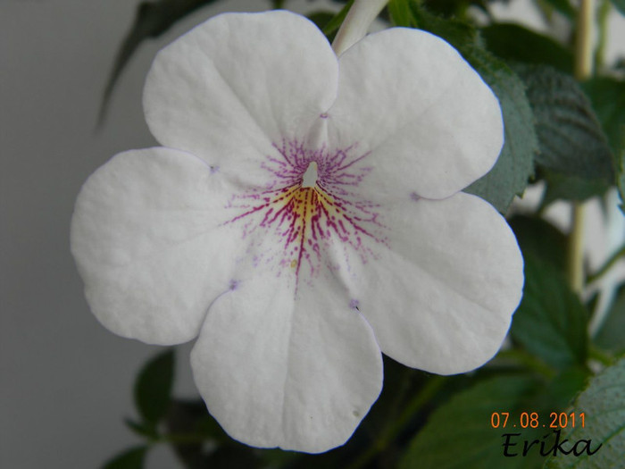 Charity 07-08-2011  - Achimenes 2011 - 2017