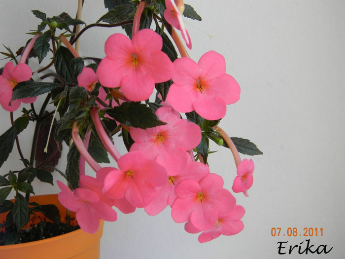 Charm 07-08-2011  - Achimenes 2011 - 2017