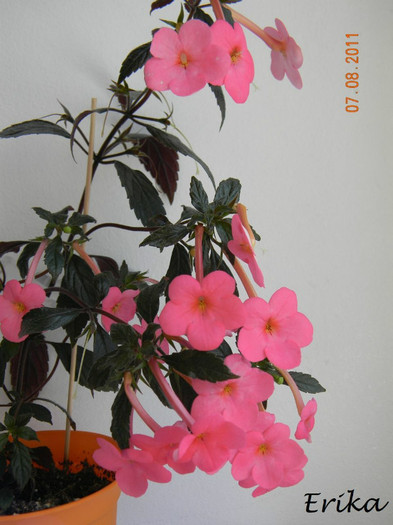 Charm 07-08-2011 - Achimenes 2011 - 2017