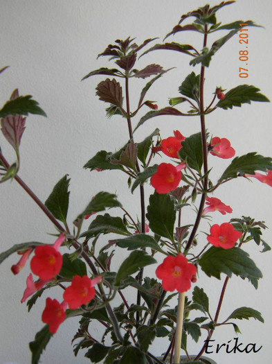 Erecta 07-08-2011\'  - Achimenes 2011 - 2017
