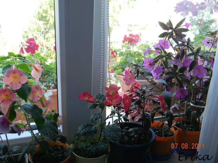 Grup\'  - Achimenes 2011 - 2017