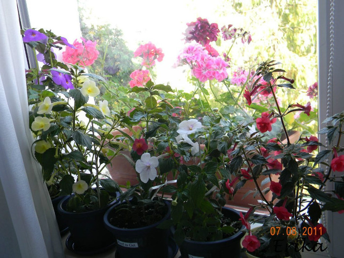 Grup - Achimenes 2011 - 2017