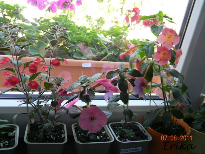 Grup\' - Achimenes 2011 - 2017