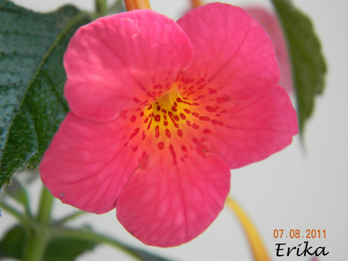 Hard to Get 07-08-2011  - Achimenes 2011 - 2017