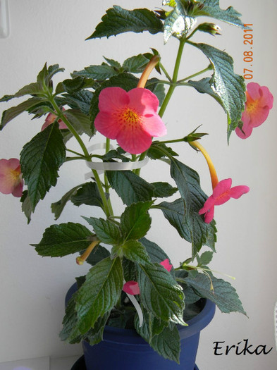 Hard to Get 07-08-2011 \' - Achimenes 2011 - 2017