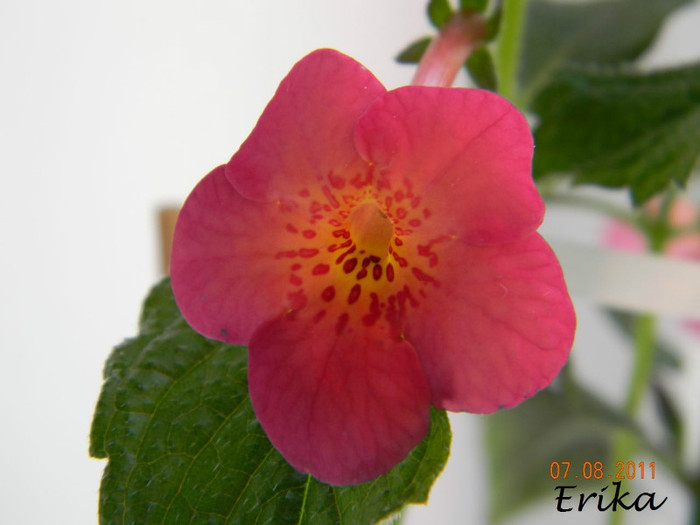 Hard to Get 07-08-2011\' - Achimenes 2011 - 2017