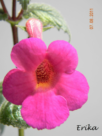 Harry Williams 07-08-2011  - Achimenes 2011 - 2017