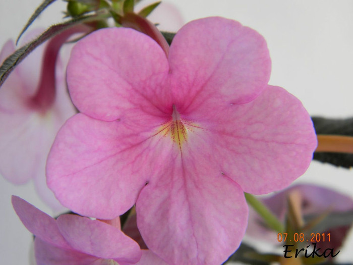 Peach Blossoms 07-08-2011 